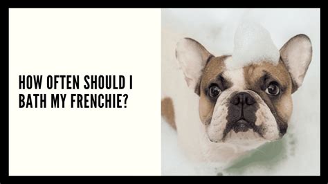  Another consideration when bathing your Frenchie is the oil in their skin