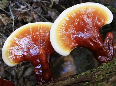  Another option is Reishi mushrooms