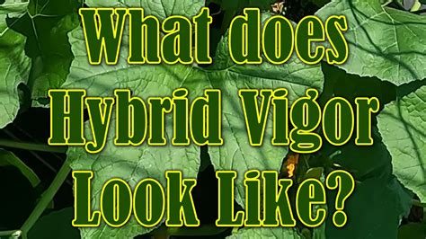  Another part of the controversy has to do with the idea of hybrid vigor