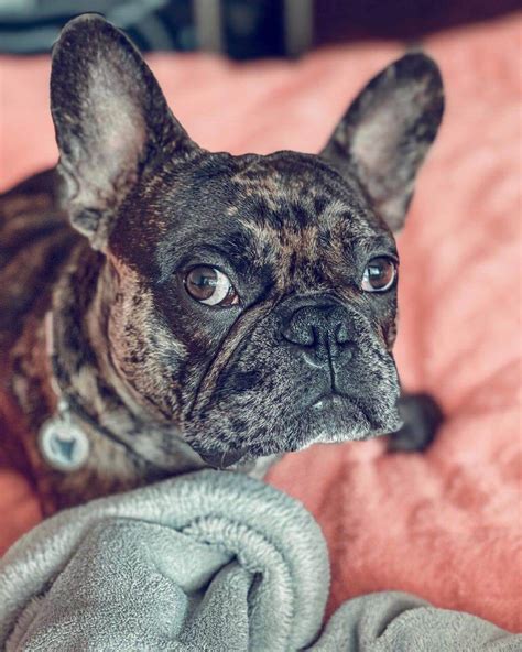  Another reason why your French Bulldog
