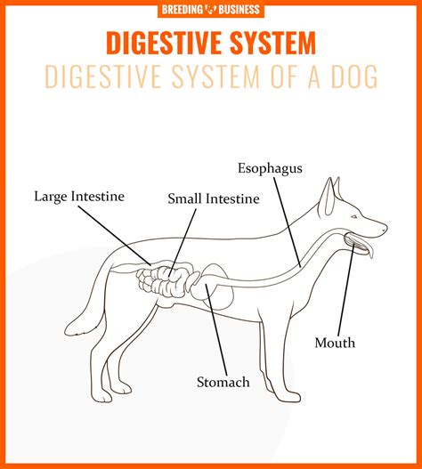  Another study found that the canine digestive system is able to trigger a positive response in their endocannabinoid system