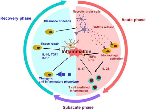  Anti-Inflammatory Effects: Inflammation in the brain can contribute to seizures