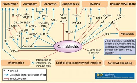 Anti-tumour actions of cannabinoids