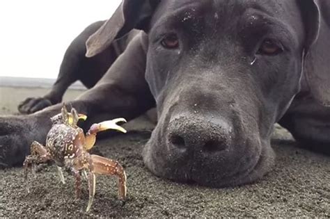  Antioxidants and healthy crabs will make your puppy physically and mentally active