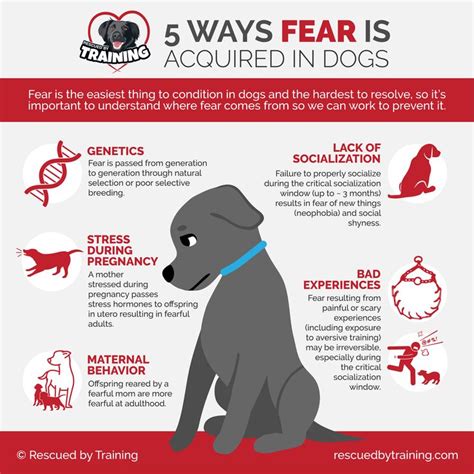  Anxiety Just like fearful dogs, anxious canines can quickly turn aggressive, especially if they are separated from their owners, other pets, or if they are being introduced to a new environment