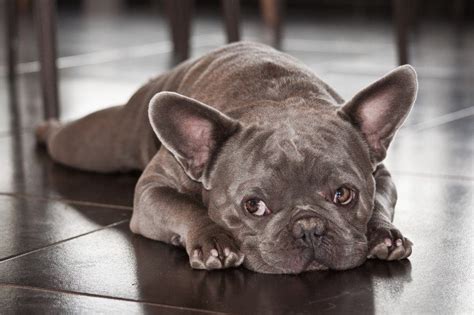  Anxiety and Stress If your French Bulldog is suffering from anxiety and stress, the best thing you can do is give them the love and reassurance they need to feel safe and secure