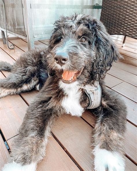  Any Recommendation for Bernedoodle Rescue in California: If you have any personal experience with one of the rescues listed or know of any reputable rescue organization that you trust that is not included in our list, please share them in the comments section