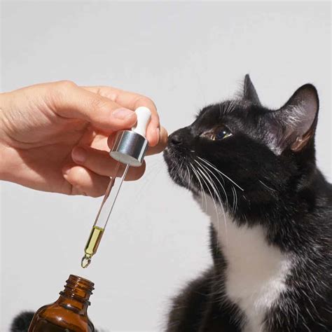  Any of these CBD oil for cats options are sure to please your feline companion