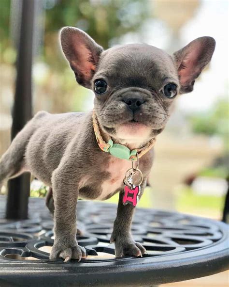  Anyone considering a teacup Frenchie should do their research and should be well aware of the health issues and potential cost of lifelong care