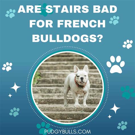  Anyways, I discuss this more in my guide on why stairs are bad for French Bulldogs here , so if you want to understand more about why is it so difficult for English bulldogs to use the stairs, and I recommend you do, you should check out this post