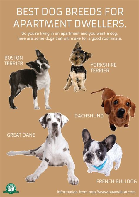  Apartment dwellers have a myriad of dog breeds to choose from as potential companions, with various factors to consider