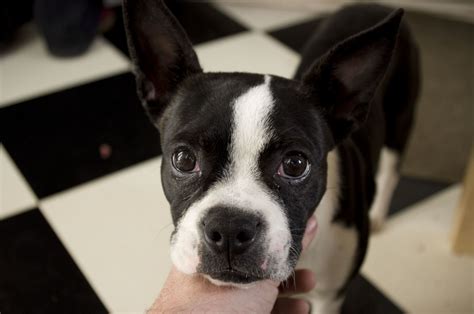  Appealing in mannerisms and appearance, the Boston Terrier has found fans among people of all classes and …