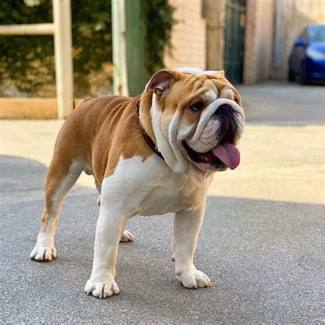  Appearance: Bulldogs have a distinctive, muscular build with loose, wrinkled skin and a pushed-in nose
