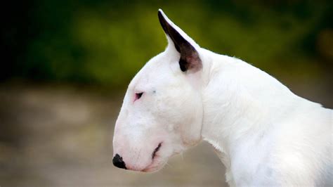  Appearance The bull terrier has a face like no other