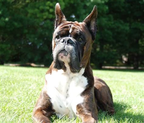  Appearance The head is the most distinctive feature of the Boxer