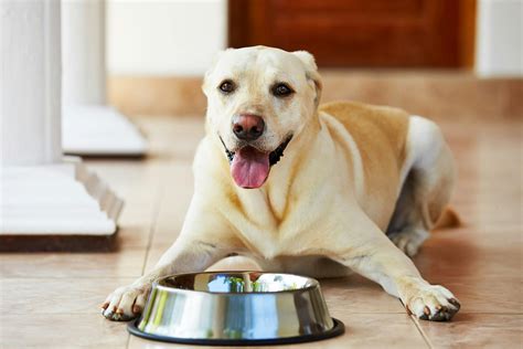  Appetite Stimulation: Some dogs may have trouble eating, especially during illness or while undergoing treatment for a condition