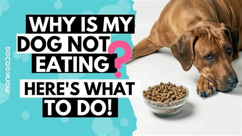  Appetite-Though not as severe as some of the others on the list, your dog not eating can be a serious issue associated with certain sicknesses they may be facing