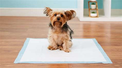  Approach Potty Pads Carefully Potty pads can be a useful potty training tool in some situations