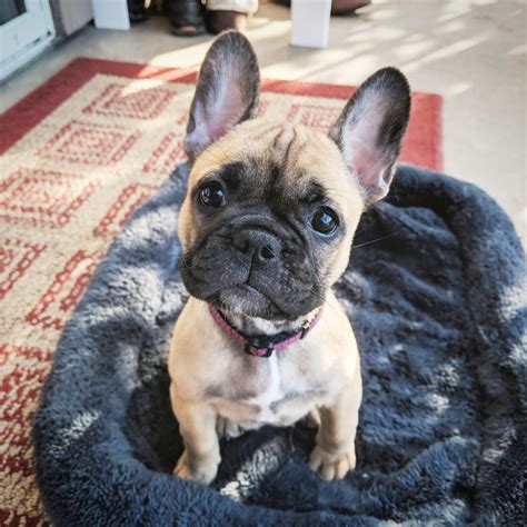  April 19, Taisia Hi, I am preparing to welcome a 9 week old frenchie into my family at the end of this month