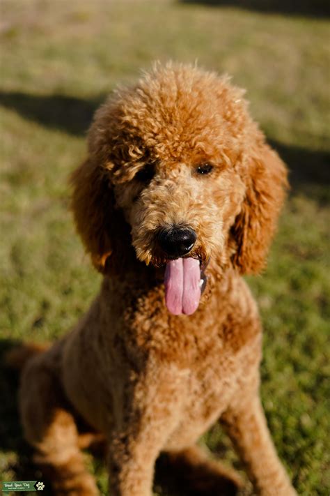  Araeahs Red Standard Poodles specializes in breeding red standard Poodles