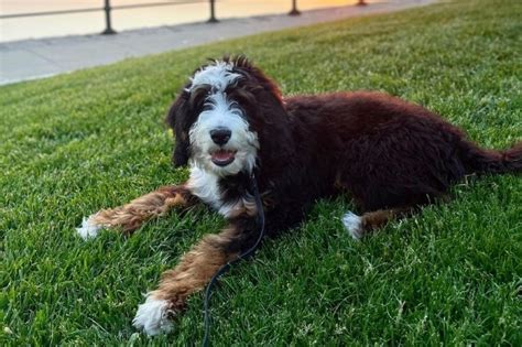  Are All Bernedoodles Hypoallergenic? Not all Bernedoodles are hypoallergenic