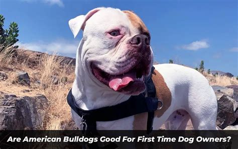  Are Blue American Bulldogs good for first time dog owners? When it comes to their temperament, Blue American Bulldogs are good for first-time dog owners