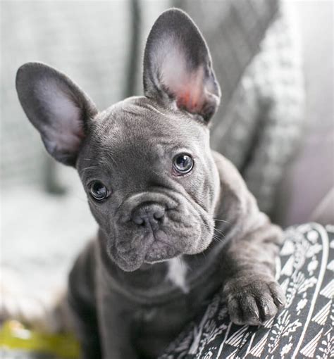  Are Blue Frenchies really blue? Blue French bulldogs are not actually blue in color