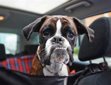  Are Boxer dogs dangerous? Boxer dogs may be tough-looking, but they are not generally aggressive