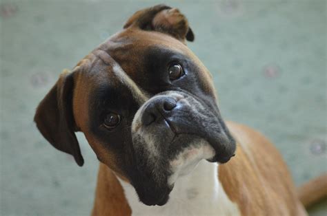  Are Boxers easy to train? Yes, Boxer dogs are easy to train if you are already experienced in handling the breed