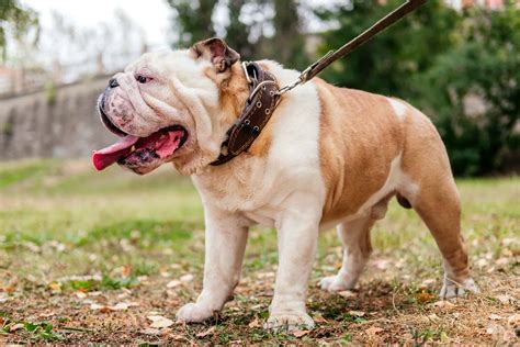  Are Bulldogs good family dogs? More and more families are looking for their own San Jose Bulldog for sale thanks to this breed