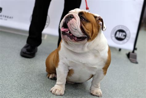  Are Bulldogs good family dogs? They absolutely are! The Bulldog for sale in Austin on the Uptown network want nothing more than to find their perfect family