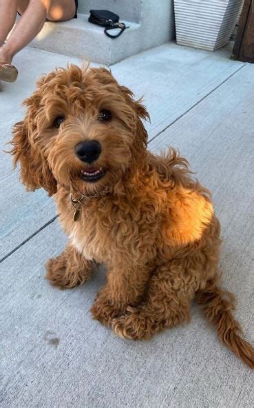  Are Cockapoos Intelligent? Poodles are known for their naturally curious and intelligent natures, a trait the cockapoo happens to have inherited