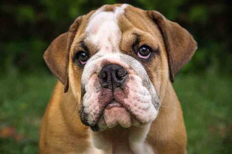  Are English Bulldogs dangerous to their owners? The English bulldog is not a dangerous pet