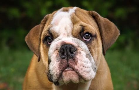  Are English Bulldogs easy to train? English Bulldogs have an inherent eagerness to please their owners, making training a rewarding experience for both parties