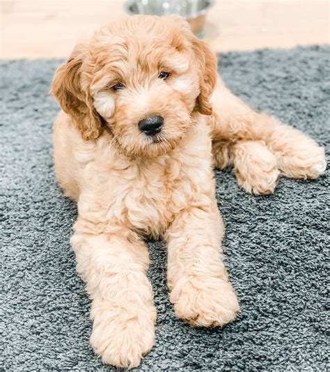  Are F2b Goldendoodles Hypoallergenic? F2b Goldendoodles are more hypoallergenic than F2 Goldendoodles as they are cross-backed to a Poodle which is a more hypoallergenic breed than the Golden Retriever