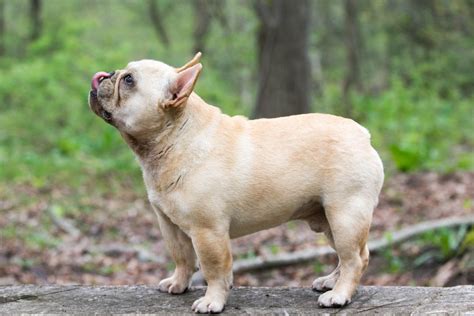  Are French Bulldog tails docked? French Bulldogs have a reputation for being independent and tenacious, but did you know that their tails are naturally short and stumpy? While some people may think that their tails have been docked, this is not the case
