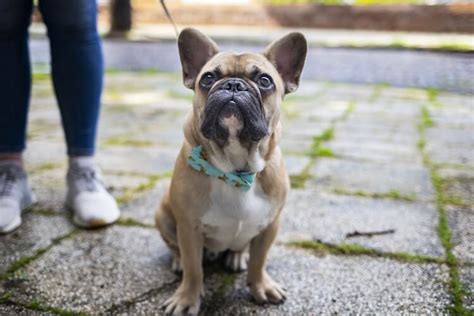  Are French Bulldogs easy to train? Dogs come in all shapes and sizes, each with their own unique personality