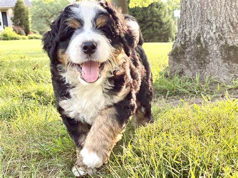  Are Mini Bernedoodles yappy? Mini Bernedoodles are moderate barkers