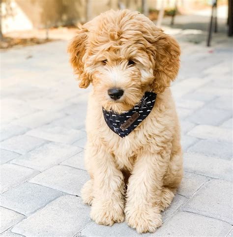 Are Mini Goldendoodles Hypoallergenic? Like most Goldendoodles, these pups are hypoallergenic