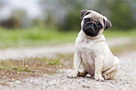  Are Pugs Worth the Price? But are they really worth the cost? Pugs are some of the most entertaining dogs you can find