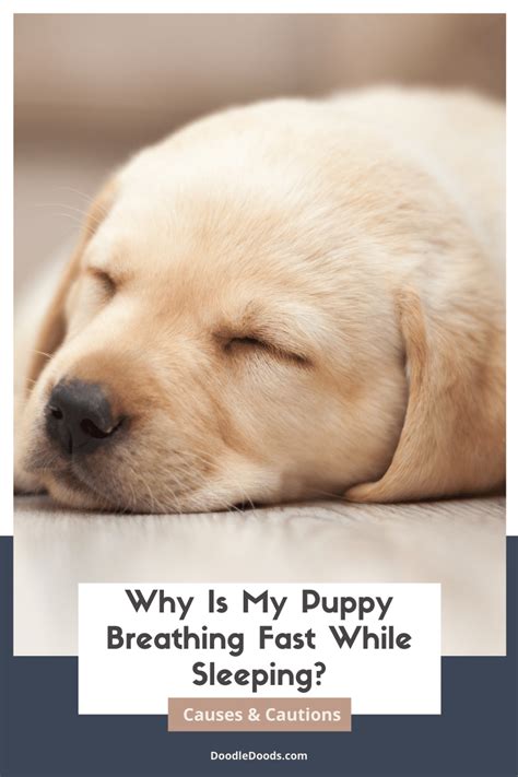  Are Puppies supposed to Breathe Fast? To answer the question, should puppies breathe fast while sleeping? Yes, puppies need a higher level of oxygen intake for proper muscle, bone, organs, and brain development