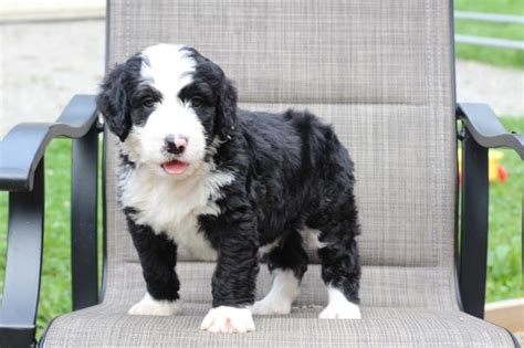  Are Reno Bernedoodle puppies for sale hypoallergenic? But Bernedoodles inherit allergy-friendly coats from the Poodle parent, as Poodles have low-shedding coats that don