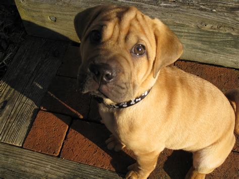  Are These Dogs Good for Families? A Bull Pei requires early socialization with owners, kids, strangers, and other pets to prevent aggressive tendencies and anxiety