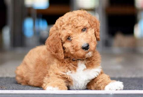  Are They Easy to Train? Doodle puppies can be mischievous and cheeky, but aggression is practically unheard of