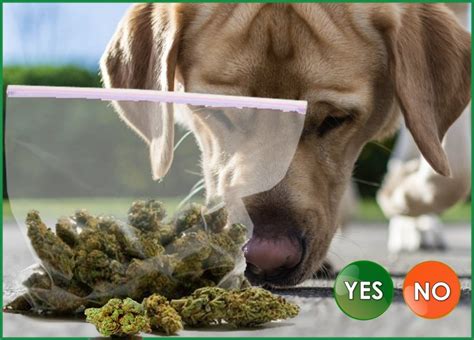  Are canine drug sniffers able to tell the differentiate between hemp and marijuana? The situation that still permits the differentiation between marijuana and hemp is due to the illegal status that marijuana still has on a federal level