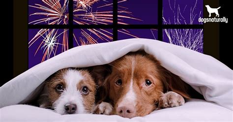  Are dogs scared of fireworks? According to a study published in Applied Animal Behavior Science , which took into account 5, dogs of 17 breeds: Dogs are more afraid of fireworks than they are of gunshots, thunderstorms, or heavy traffic