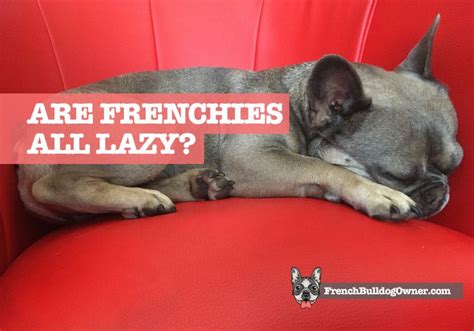  Are french bulldog lazy? This is one of the most common myths about french bulldogs