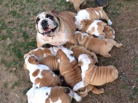  Are there any Bulldog puppies for sale right now? Bulldog litters are popping up all the time all over the country, so it