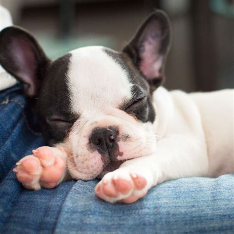  Are there any French Bulldog puppies in Chicago right now? Uptown Puppies will help you find the perfect French Bulldog puppy within your area, price range, and availability