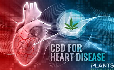  Are there risks of using CBD for heart arrhythmia? The main risk of using CBD to treat heart arrhythmias is that some research shows a correlation between cannabis use and heart rhythm issues
